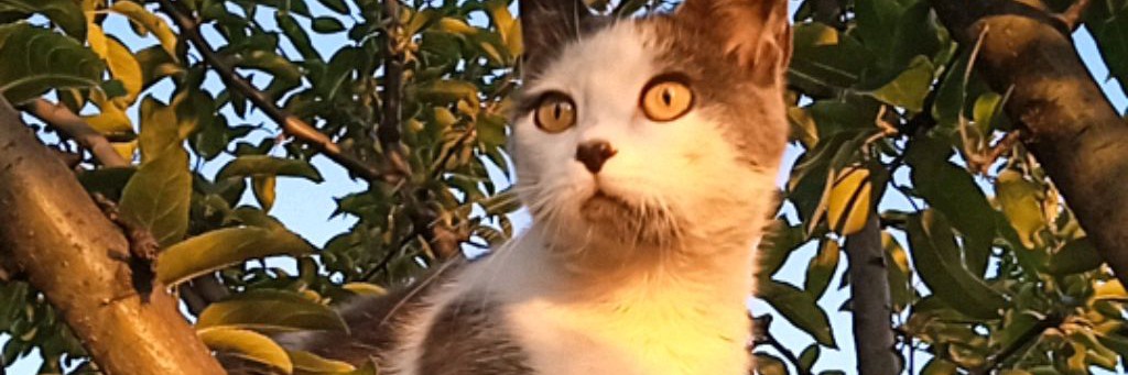 Даня94к И Мурлышка