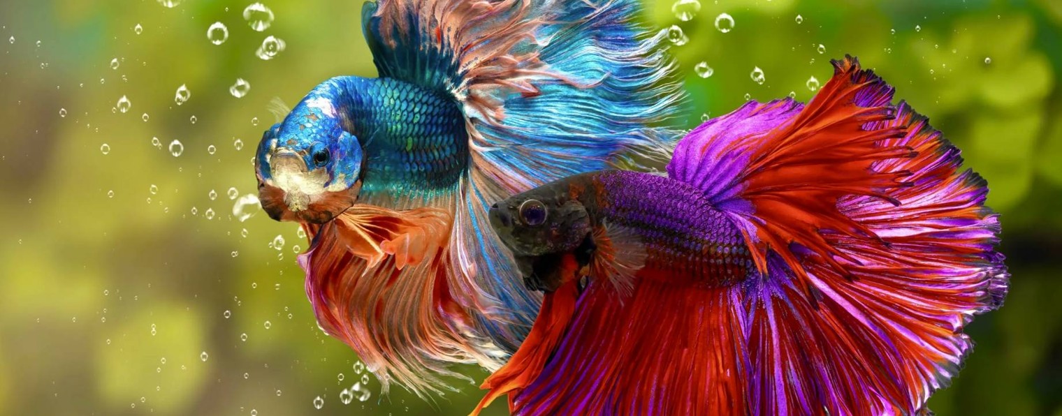 Fish need. Siamese-Fighting -Fish-Betta-splendens-01-2021-08 -31-12-38-42-UTC.