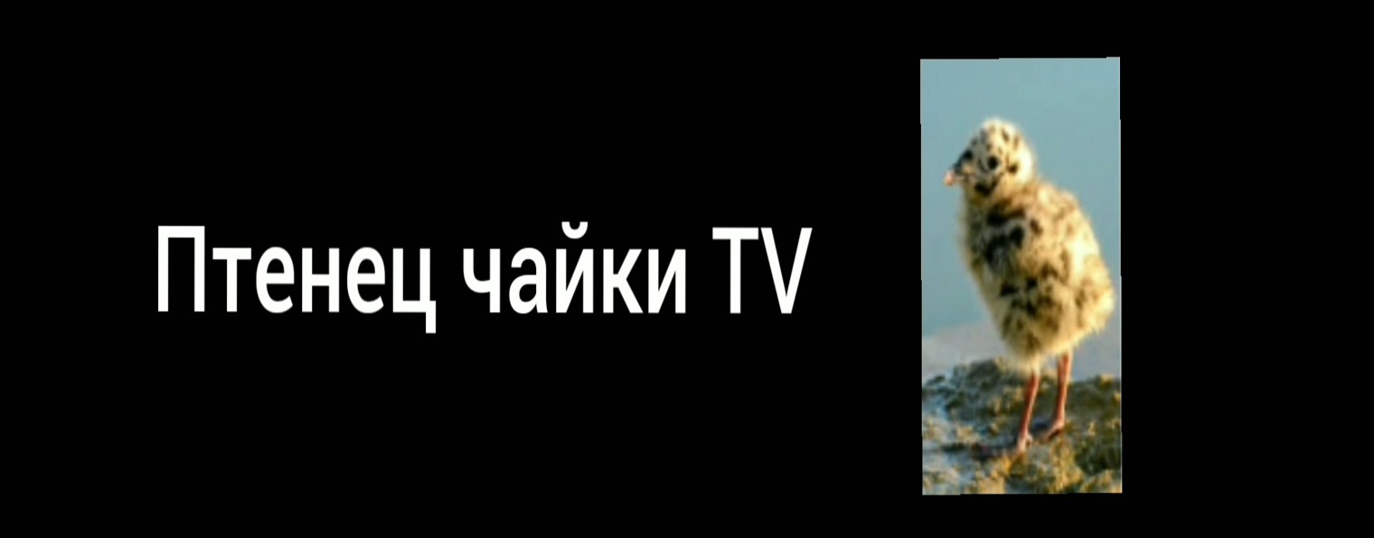 Птенец чайки TV