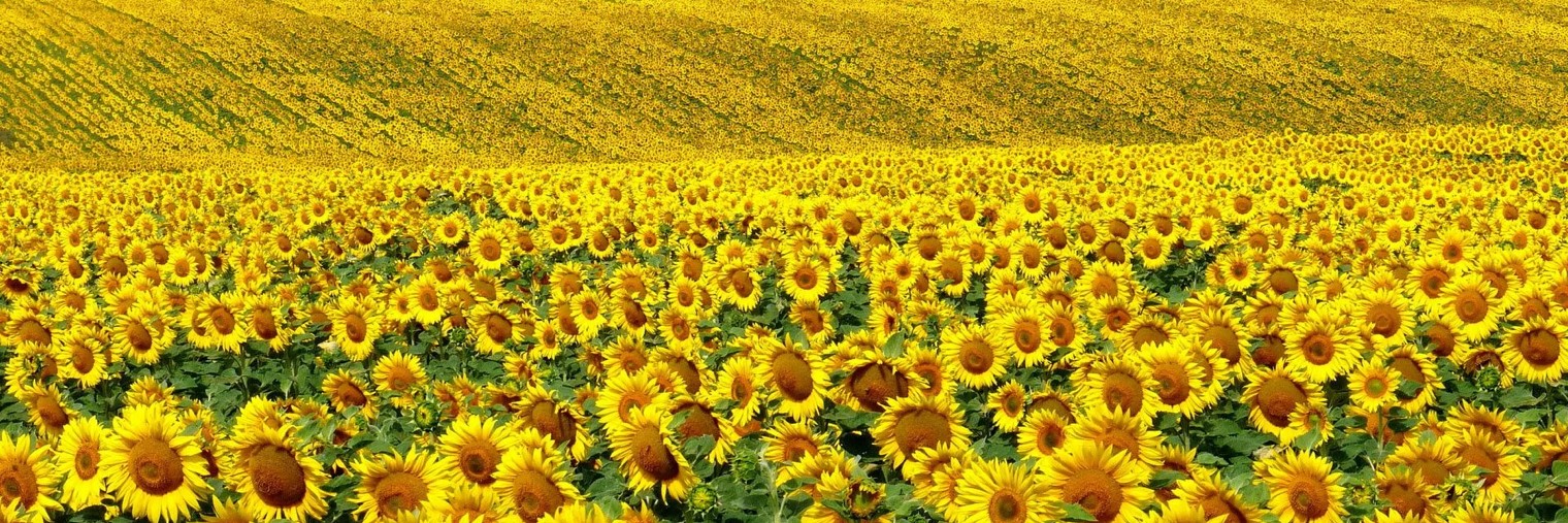 СЧАСТЬЕ ЕСТЬ! Практики от Анастасии Фроловой