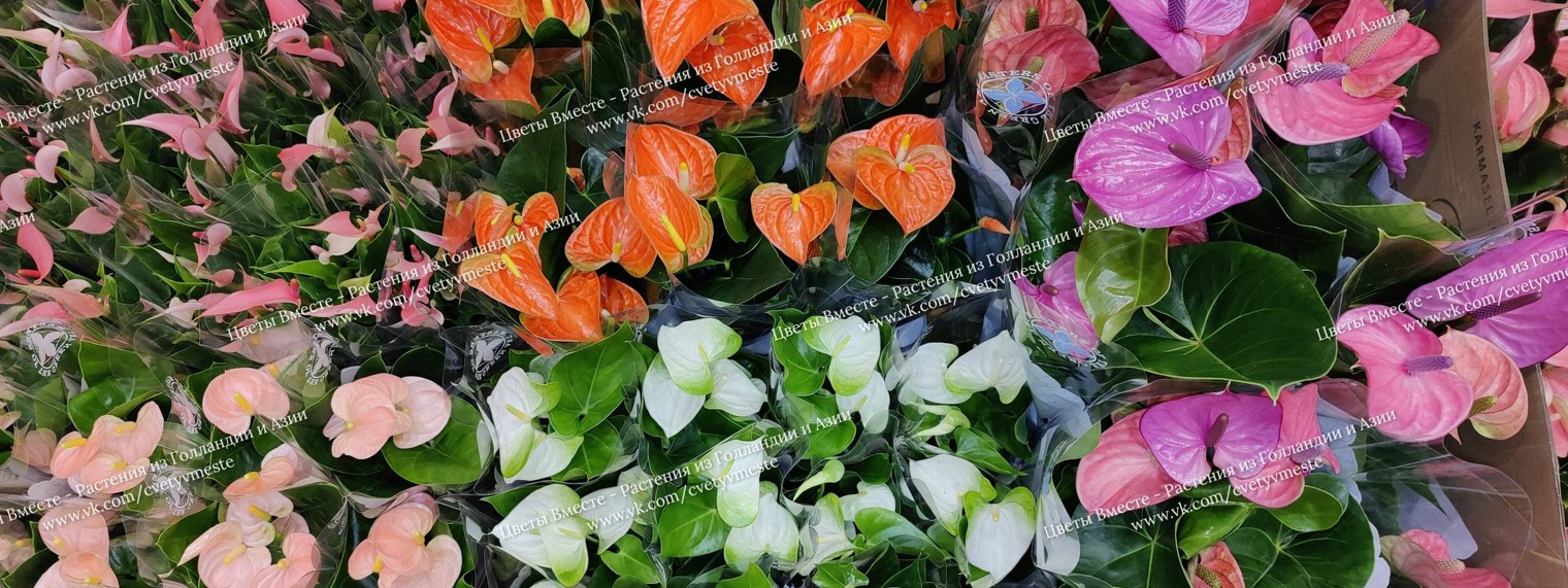 Цветы Вместе|Совместные покупки|Антуриум/Anthurium