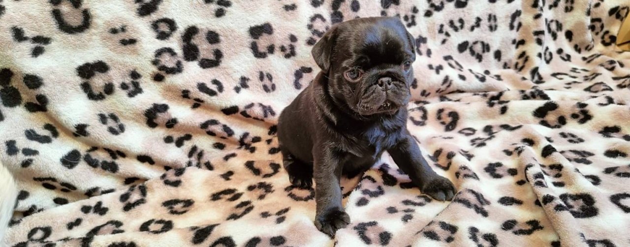 Мопс Щенки Челябинск