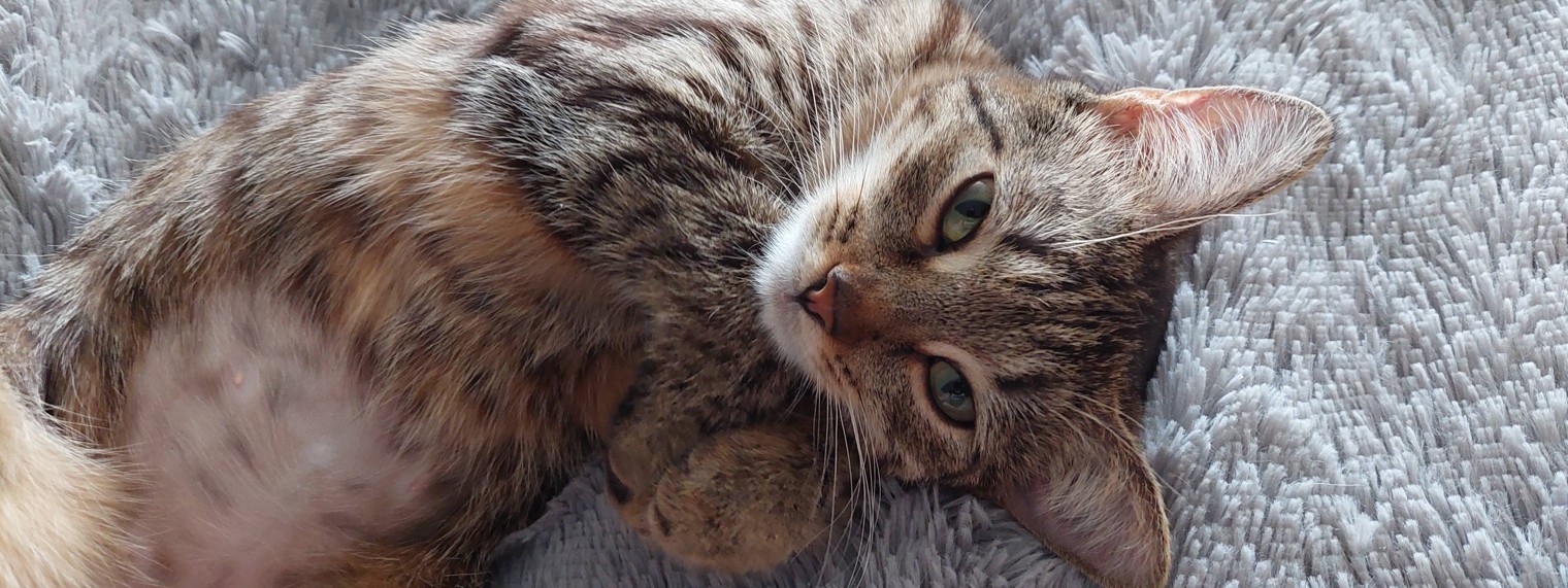 Братья Наши Меньшие