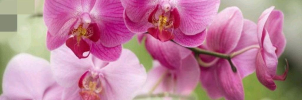 Оленька Орхидейная душа
