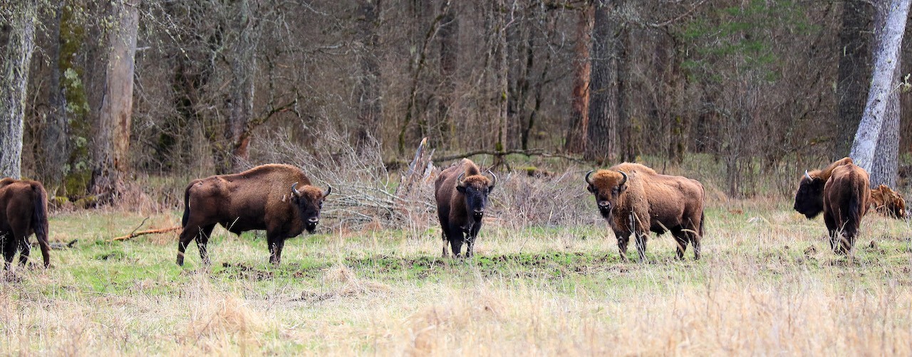 природа Кавказа, кавказский биосферный заповедник.