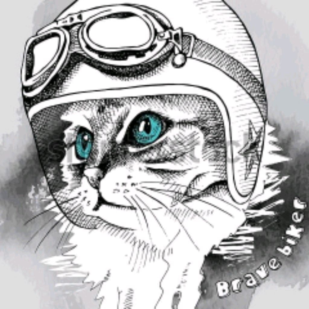 Кот в каске