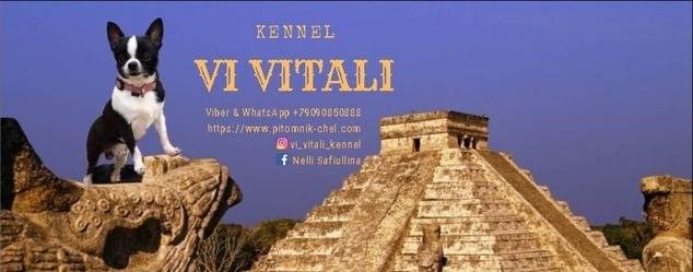 VI VITALI kennel сhiwawa