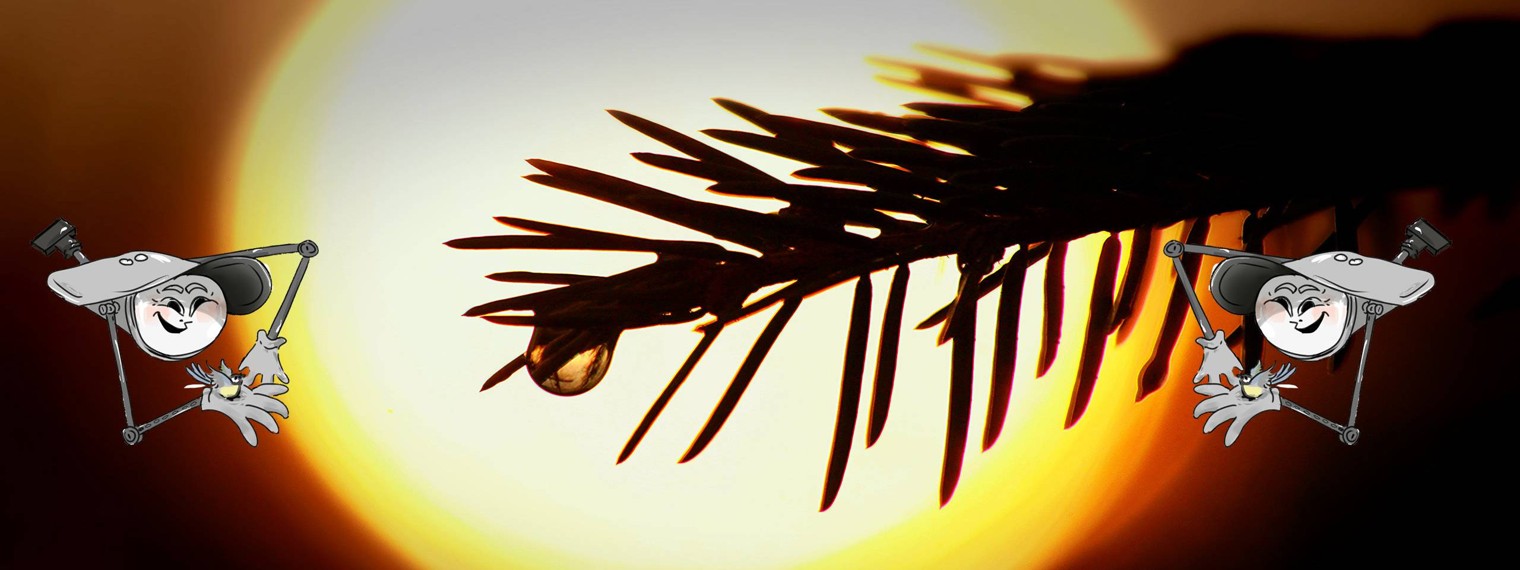 Пернатый мир