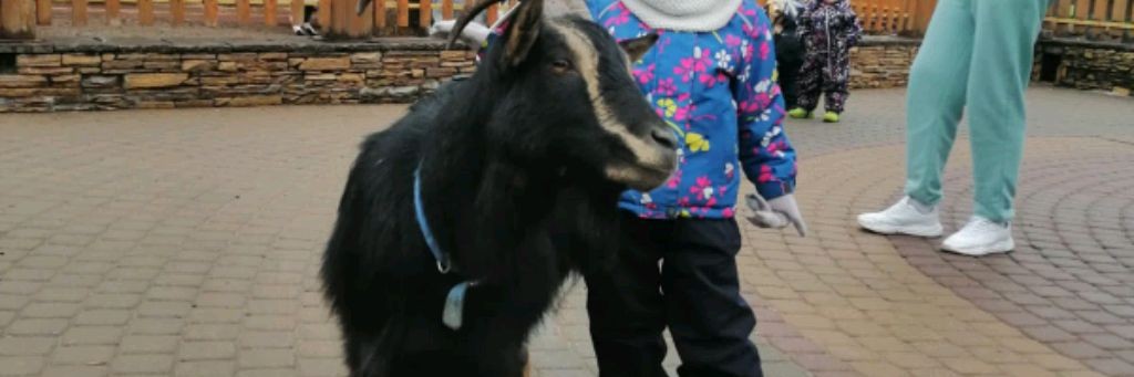 С Т О Кривое Дышло