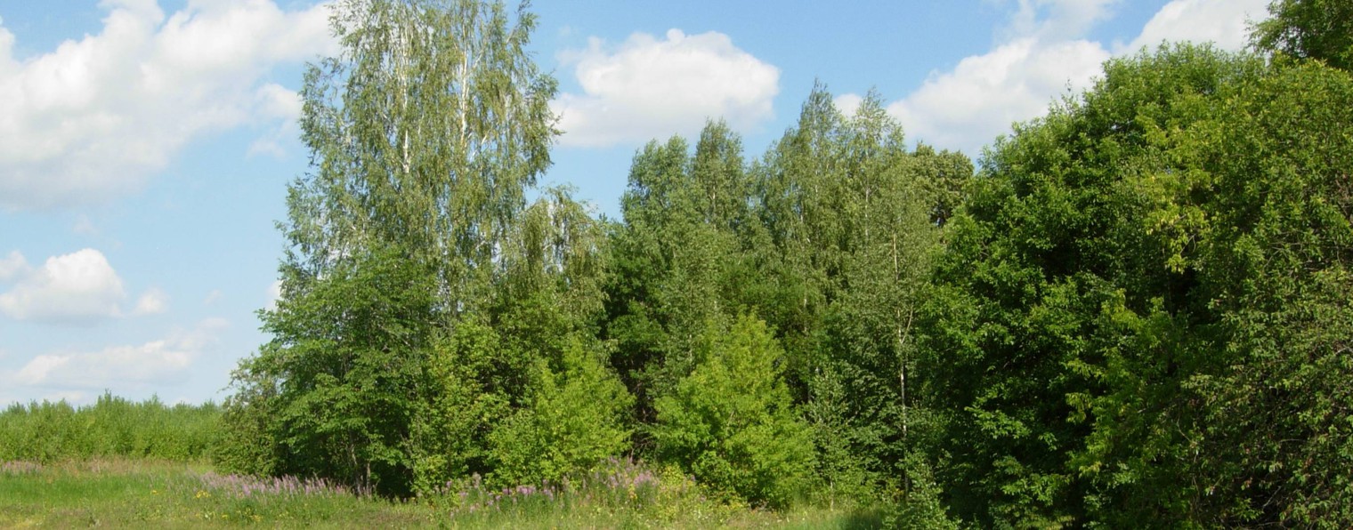 Зеленое лето