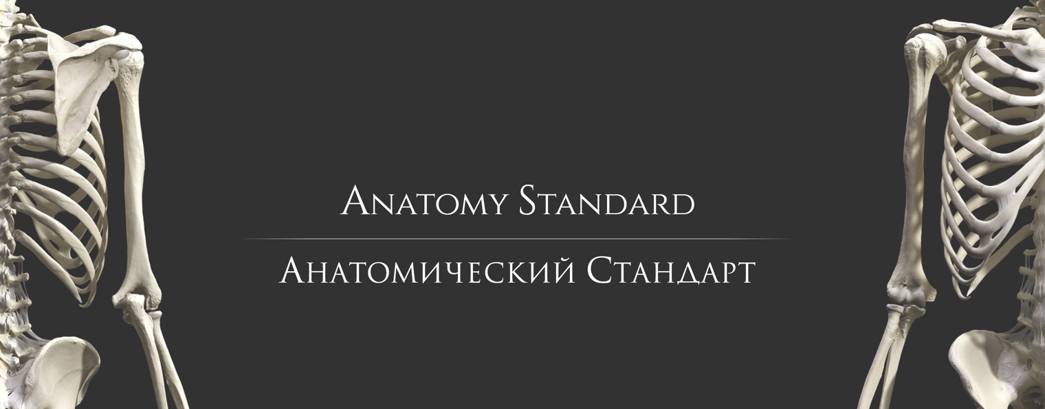 Анатомический Стандарт | Anatomy Standard