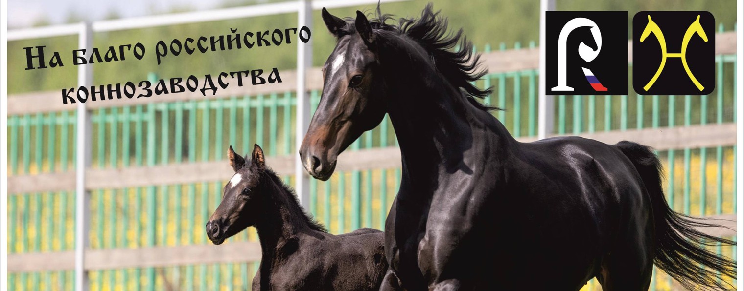 Russian Riding Horse Breed. Official!