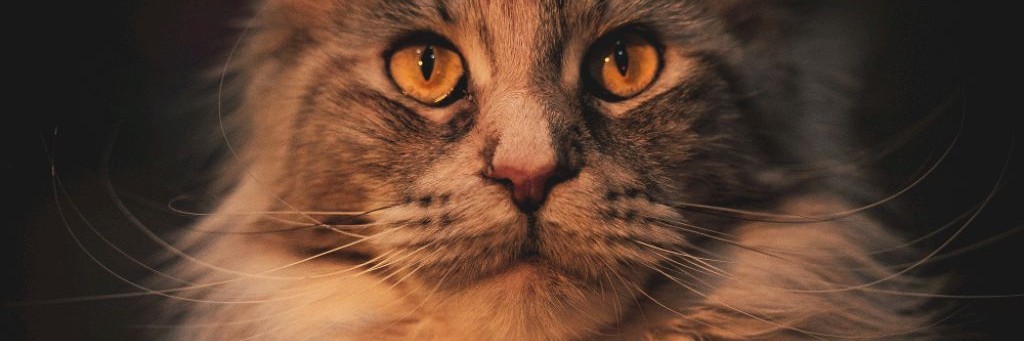 КотоПёся