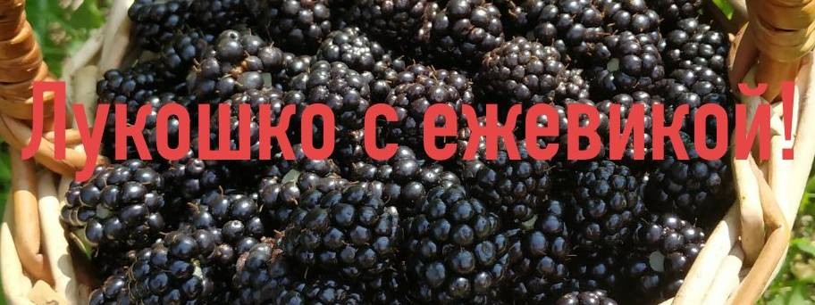Лукошко с ежевикой