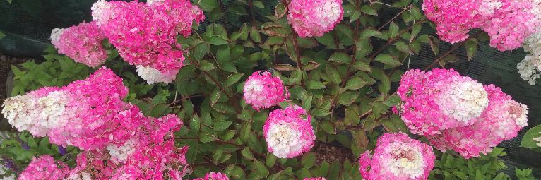 Мой мир растений. Галина Богачева