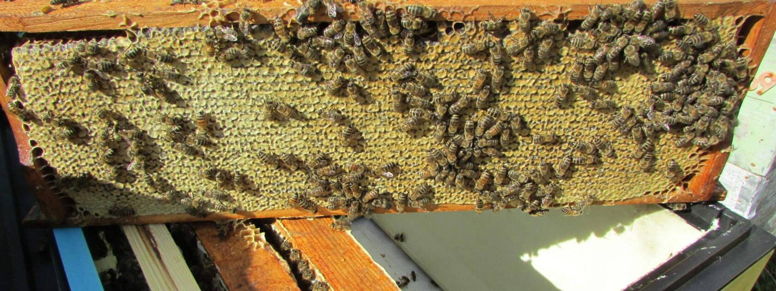 Пчеловодство и пасечник