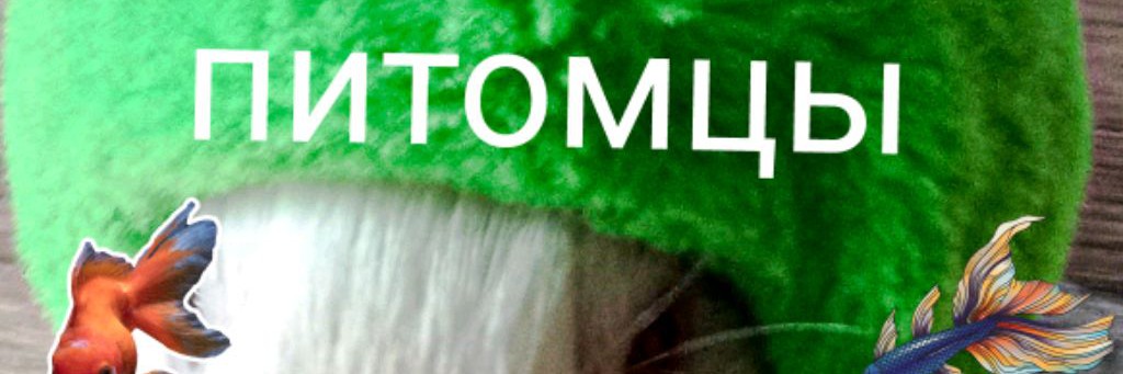 Моя жизнь и мои питомцы