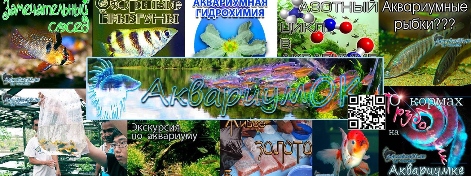 Ковалёв об аквариуме, рыбках, кормлении и лечении