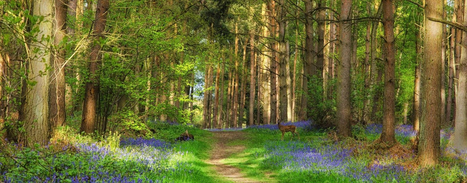 Нищенкодова Евгения