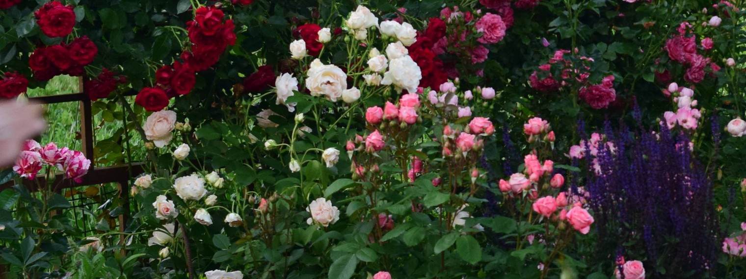Розовый сад Галины Баскаковой.