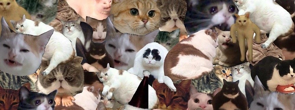 Cat Meme Channel