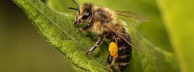 Нижбогатырское пчеловодство и не только