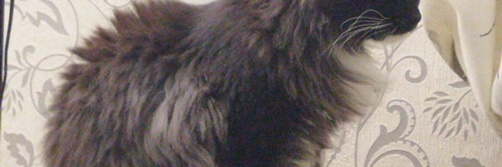 Семья Зерниных