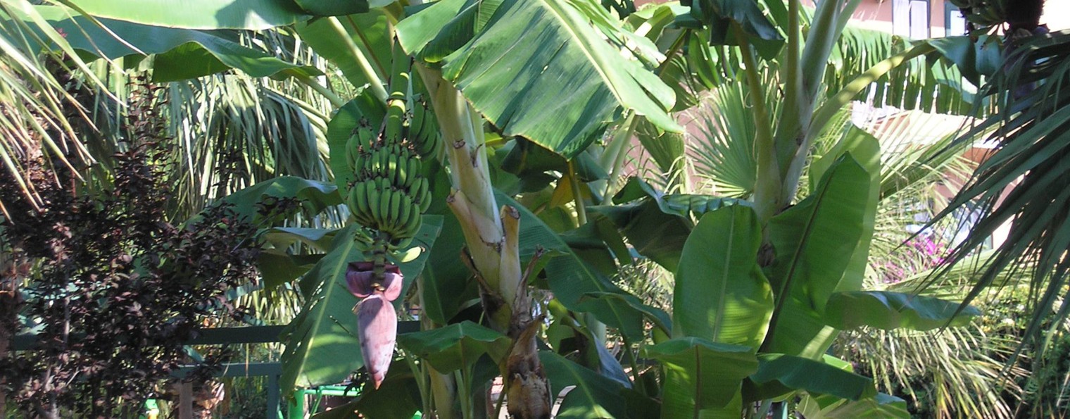 Дружбик Журбик