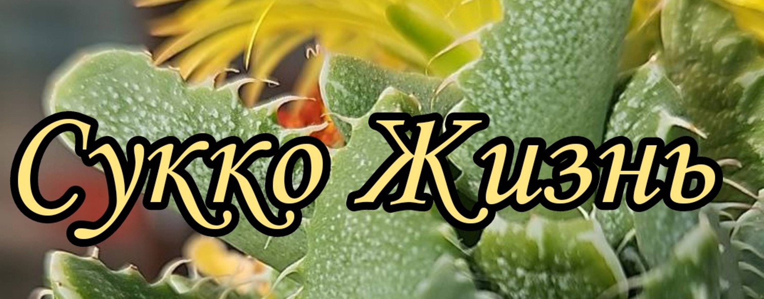 Сукко Жизнь