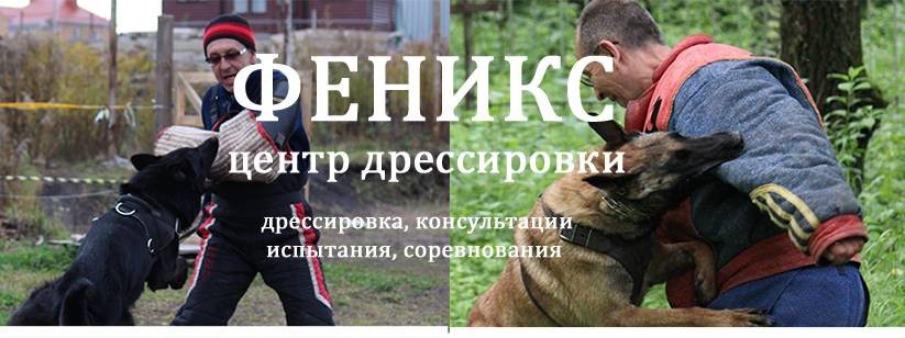 ФЕНИКС - дрессировка собак г. Орёл