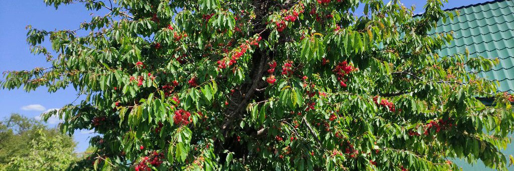 Ново- Луганское