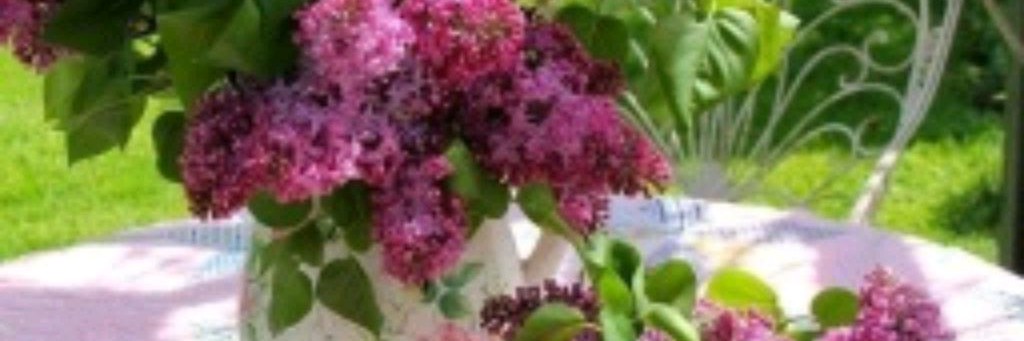 Кийса Чечня