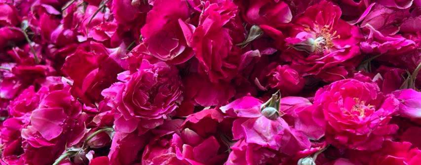 Ароматерапевт Кришана