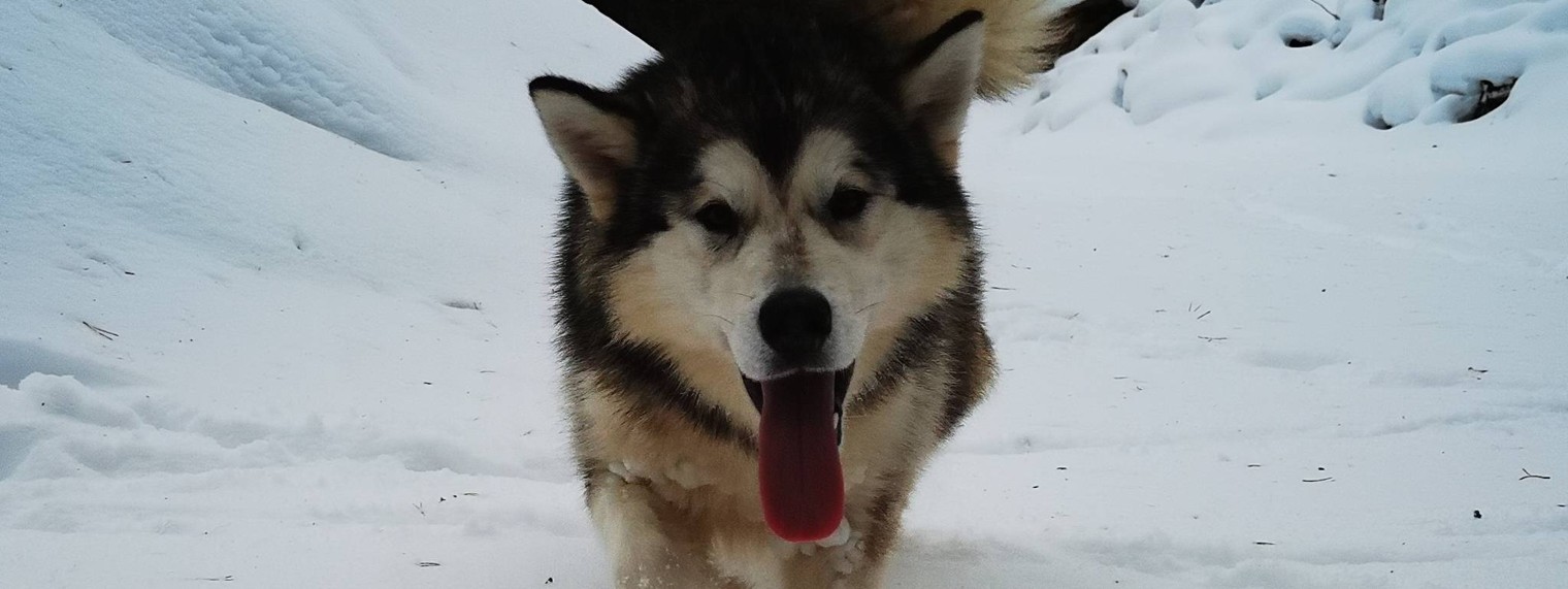 Жизнь на Севере. Аляскинские Маламуты в Коми.