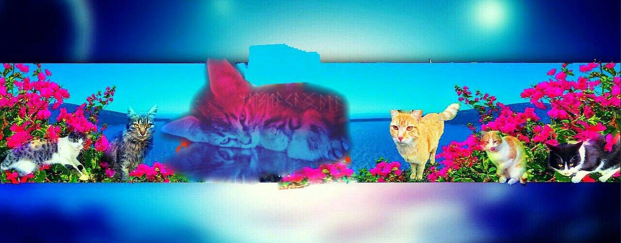 Бездомные котики помощь меньшим нашим. Брошки 🐈