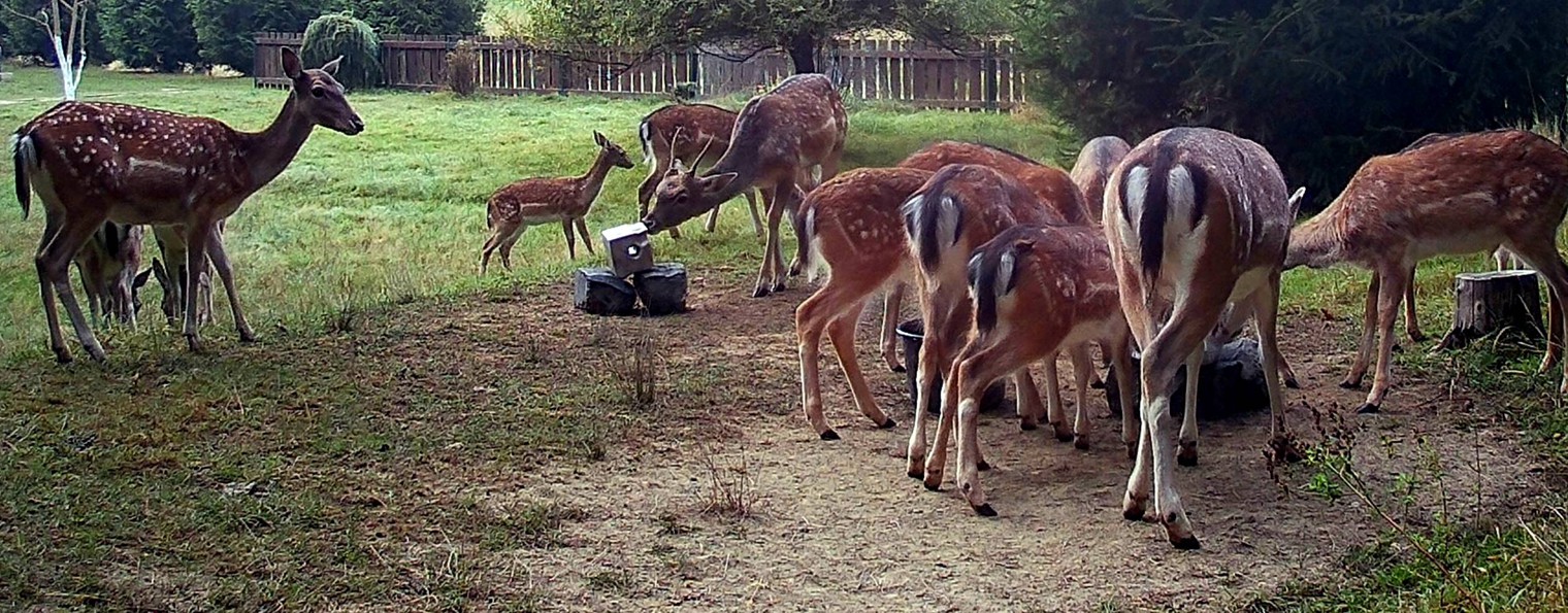 Deer Vader