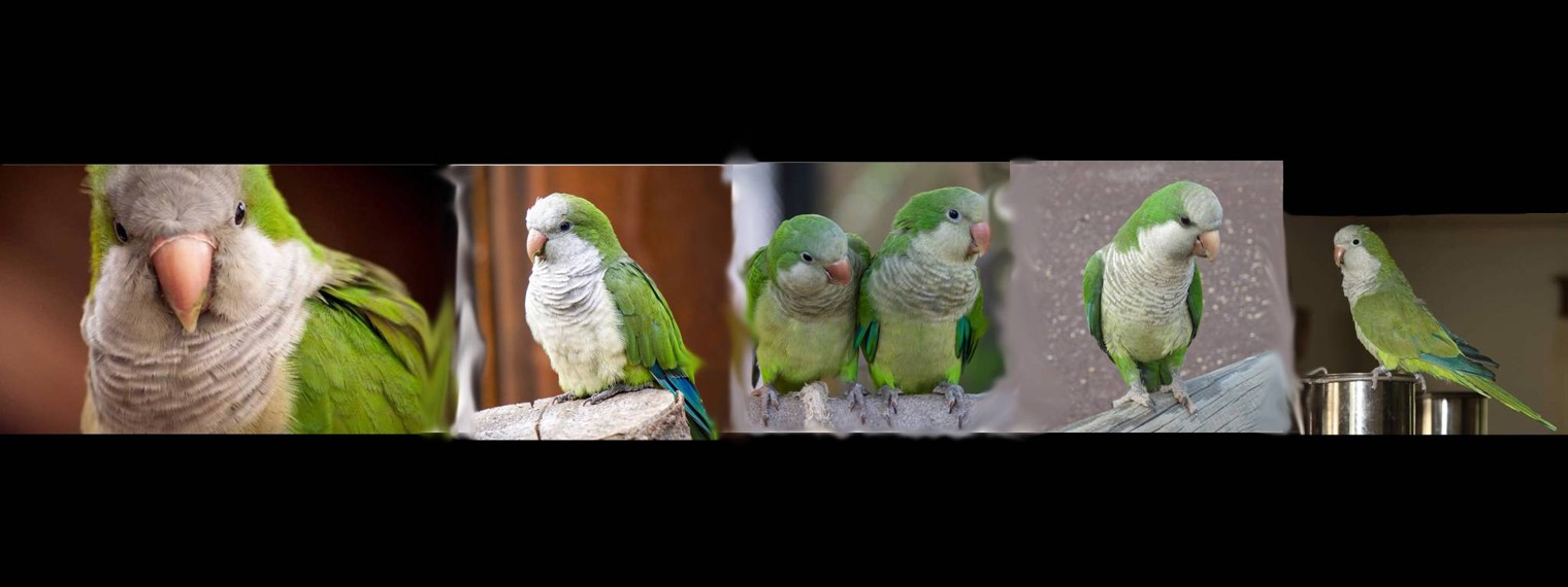 Наши попугайчики