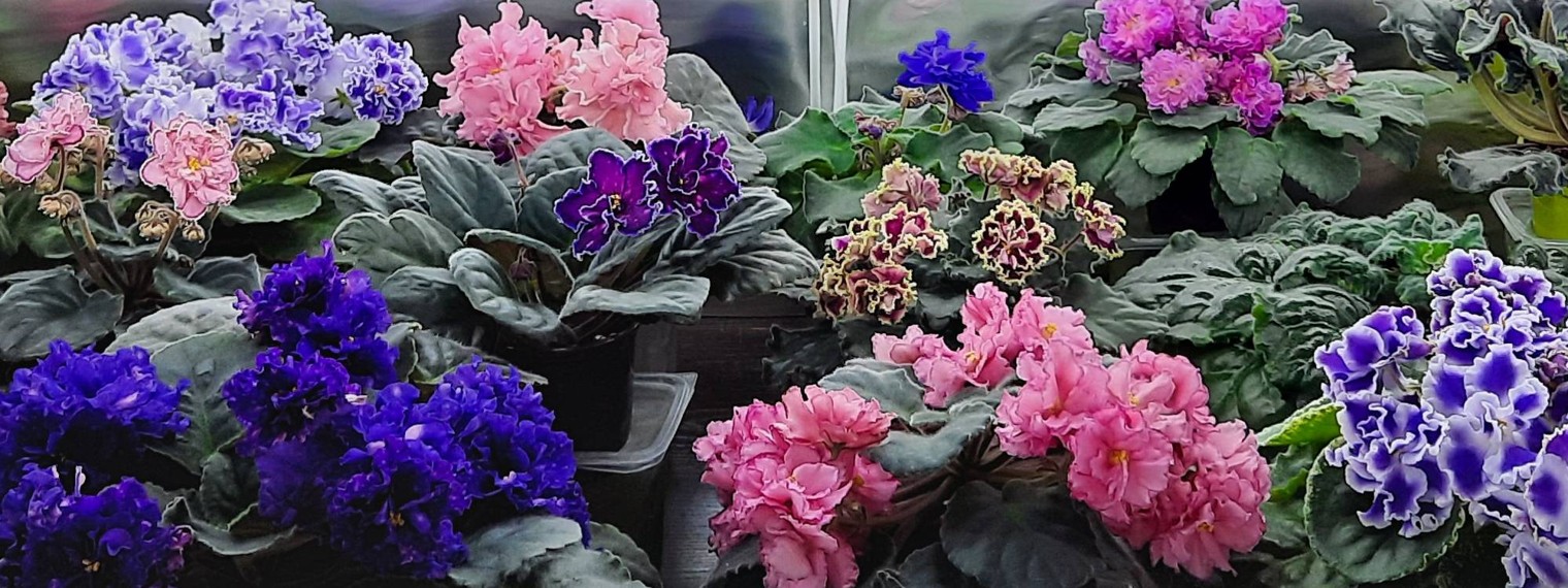 Путь цветущей Фиалки