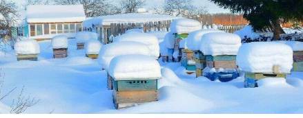 СТАРАЯ ПАСЕКА ЛЕКСЕИЧА