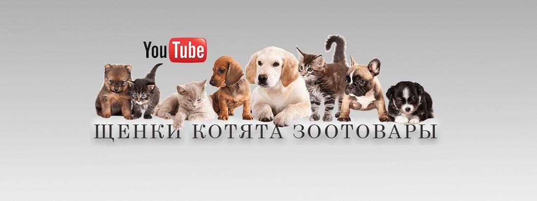 Sale Pets Russia. Pets in Russia 3 класс. Pets from Russia компания. Popular Pets in Russia. Россия pet
