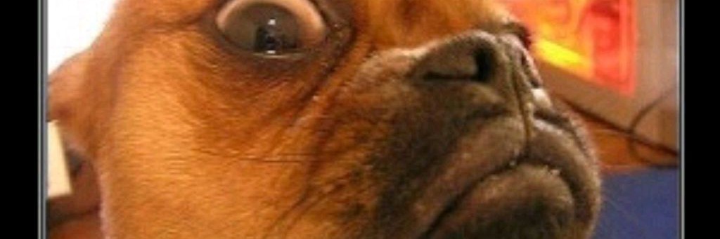 Кладовая пёсика