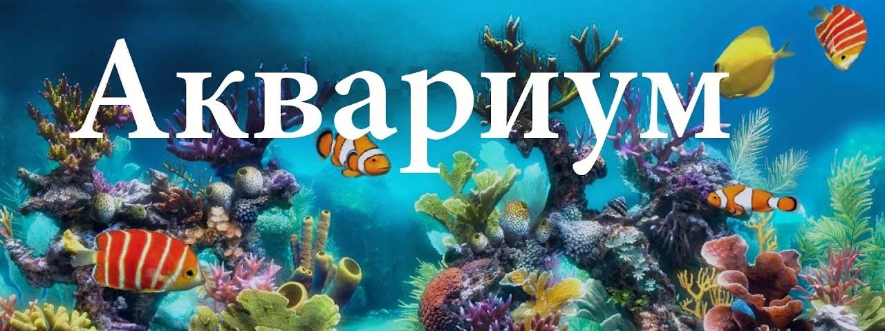Владимир Аквариумистика Разводня аквариумных рыбок