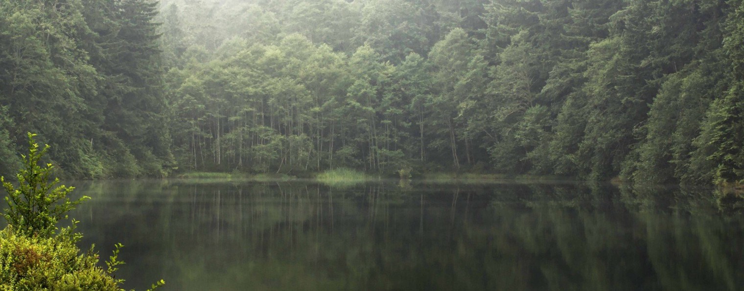 Живое питание