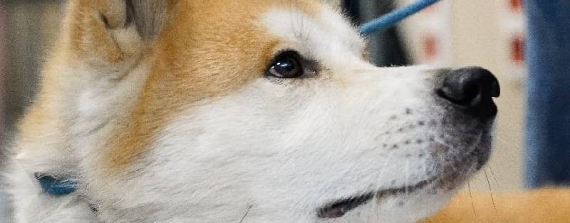 Зоопсихолог Максим