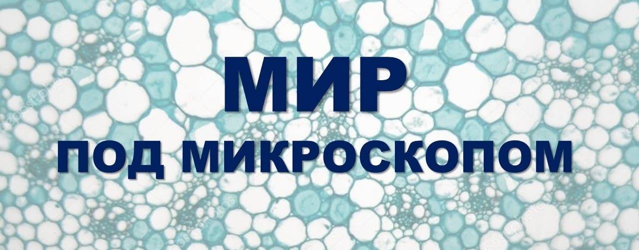 Мир под микроскопом