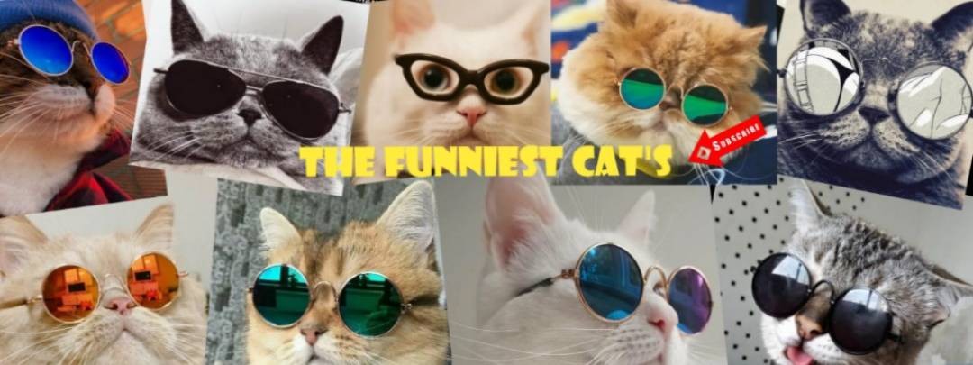 The Funniest Cat's