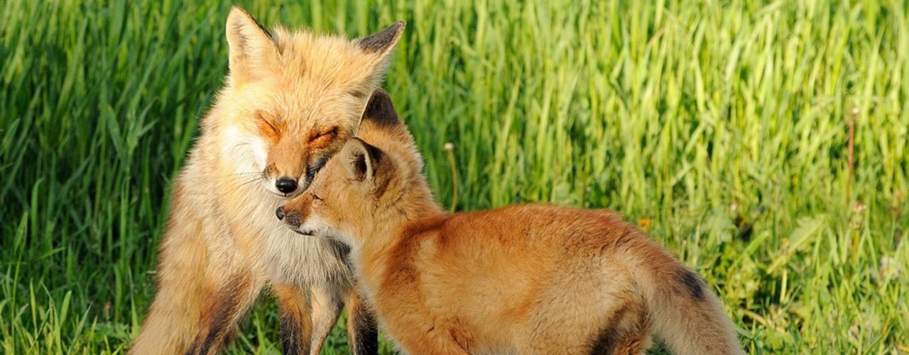 Lucky Foxes