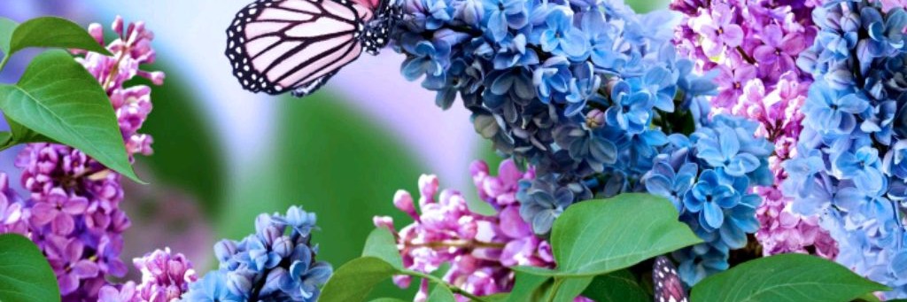 Просто Жить