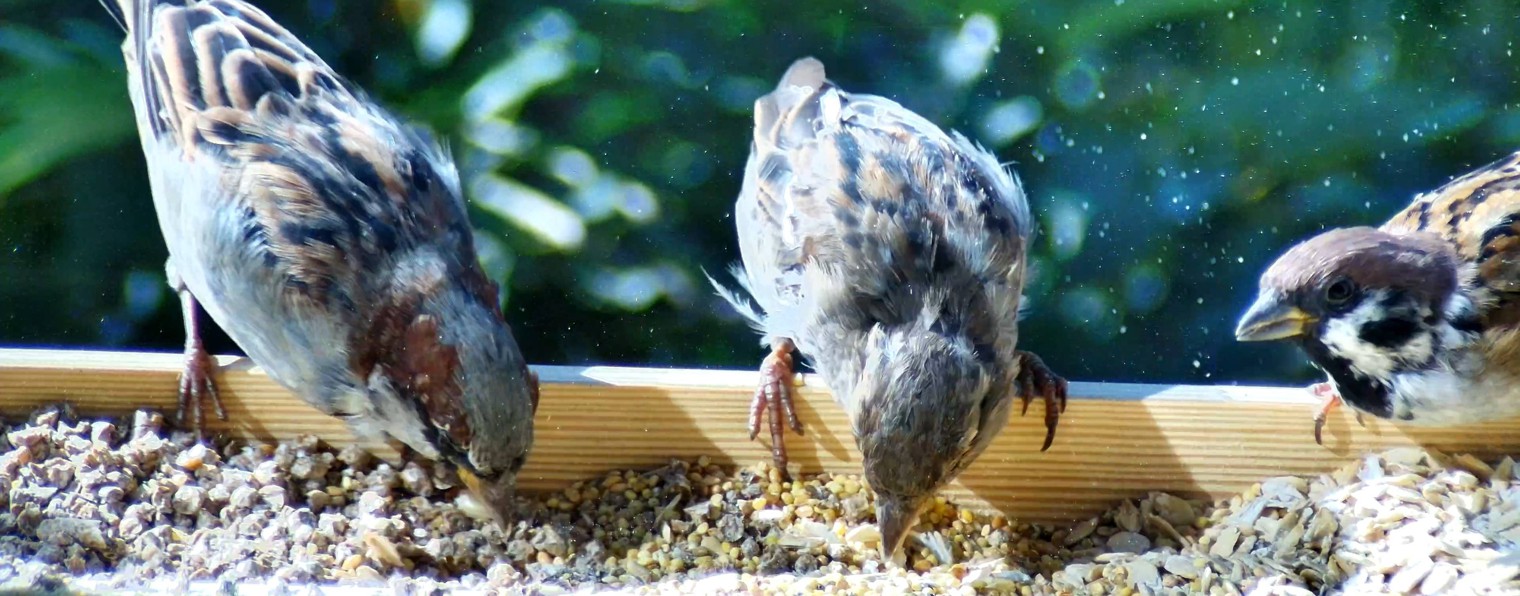 birdlivetv