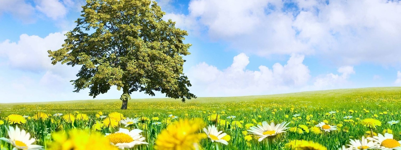 до лета осталось дней. прочитали до лета 2023. природа. прочитали до лета 2023. читаем летом.